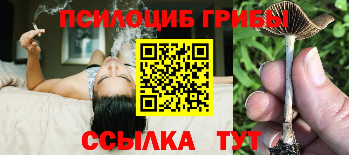 Псилоцибиновые грибы Psilocybe Ачхой-Мартан